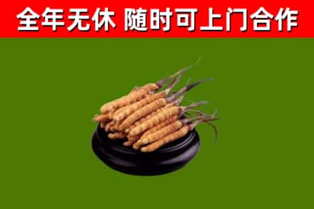 望城回收散虫草