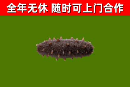 望城回收海参干